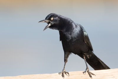 Great-tailed Grackle