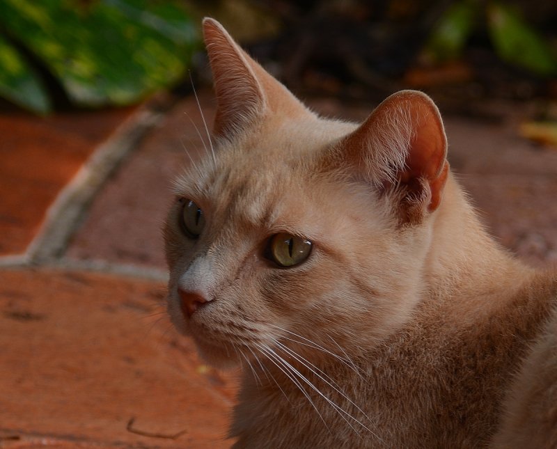 Sinny804002.jpg