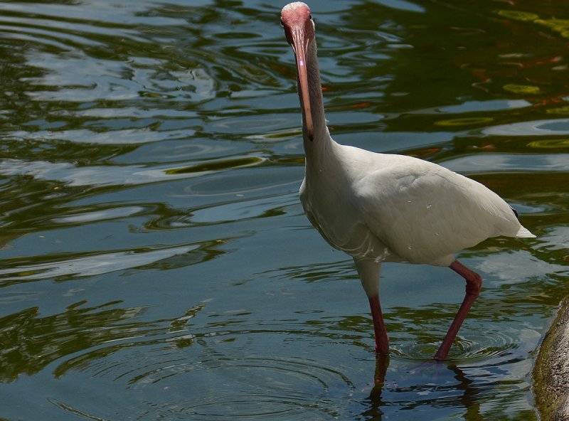 Bird.jpg