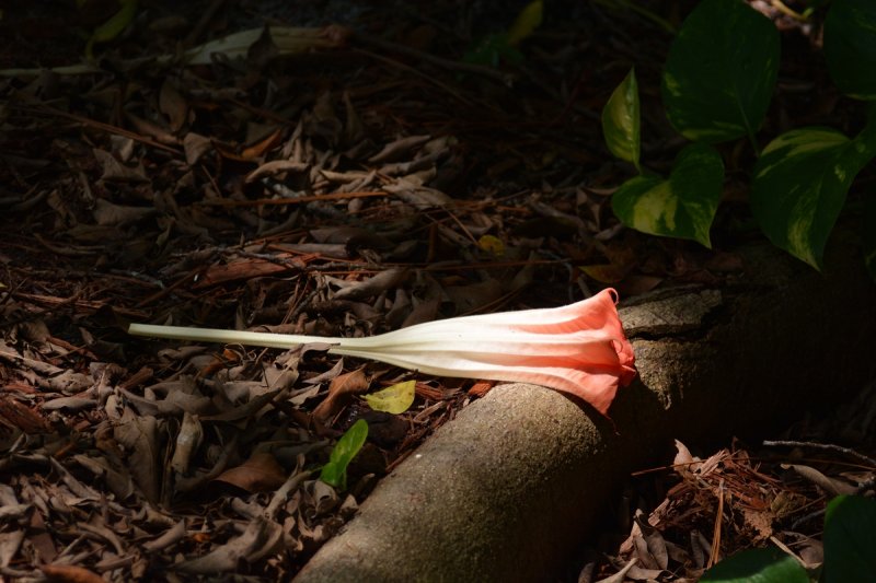 Flower3.jpg