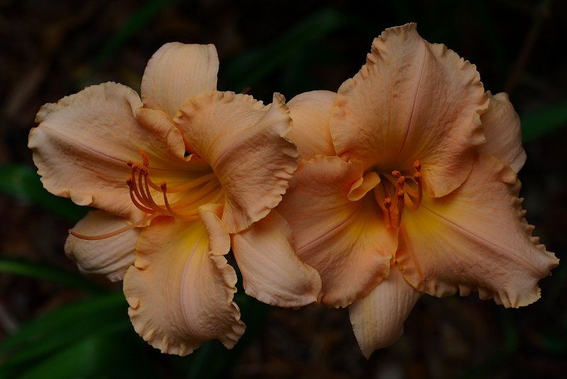 Double Day Lily Macro.jpg