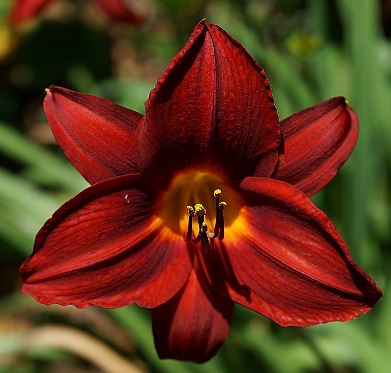 Red Daylily2.jpg
