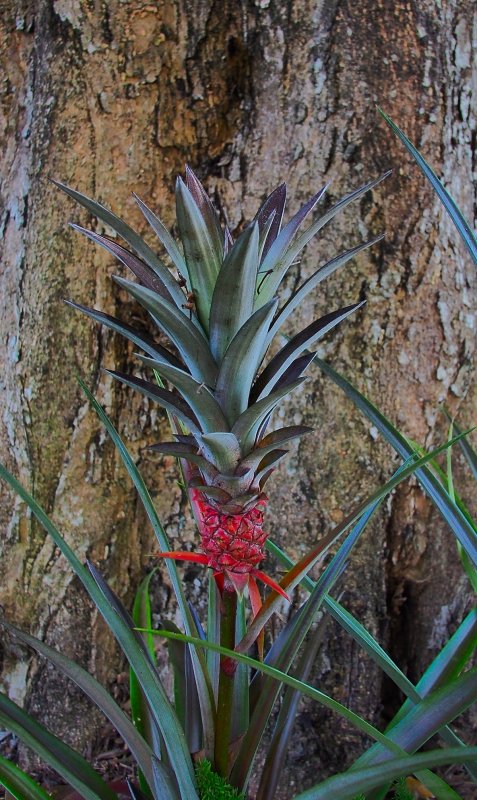 Bromeliad.jpg