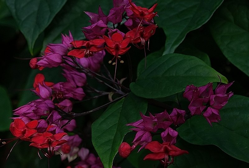 Bleeding Heart 2.jpg