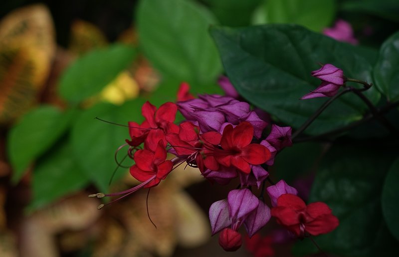 bleeding Heart 3.jpg