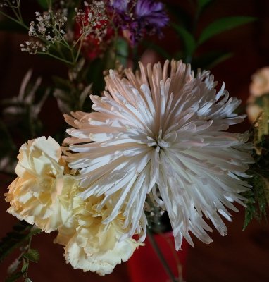 White Carnation.jpg