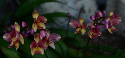 Multi colored Orchids deep mode.jpg