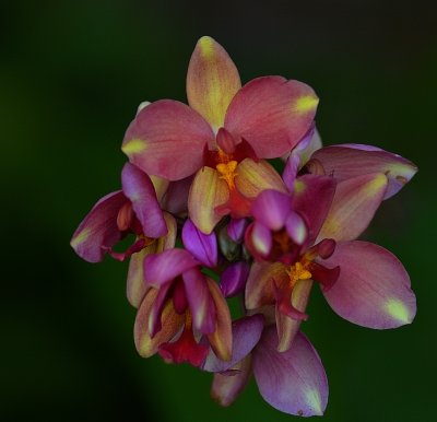 Orchids300mm.jpg