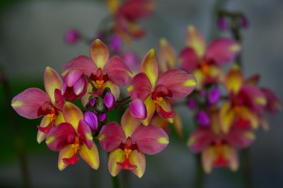 Orchids71002.jpg