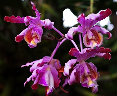 Milts Orchid2.jpg
