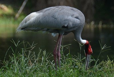 Bird2.jpg