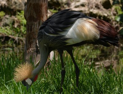 Bird4.jpg
