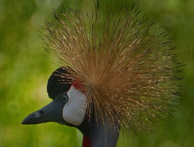 Bird5.jpg