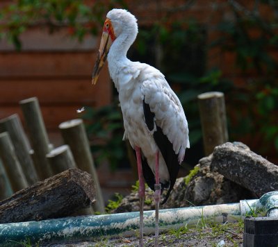 Bird6.jpg
