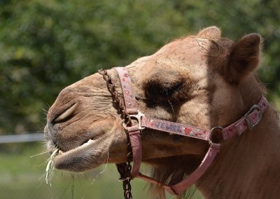 Camel.jpg