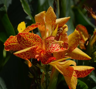 Canna Lily.jpg
