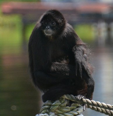 Chimp.jpg