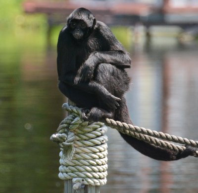 Chimp2.jpg
