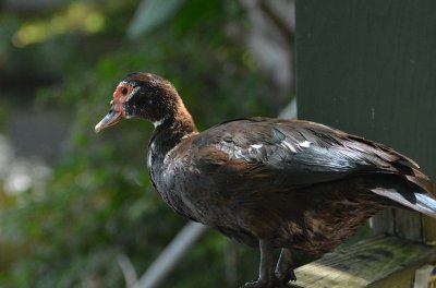 Duck.jpg