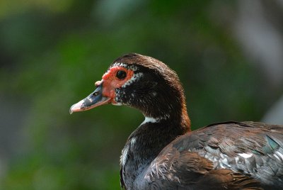 Duck2.jpg