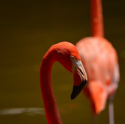 Flamingo.jpg