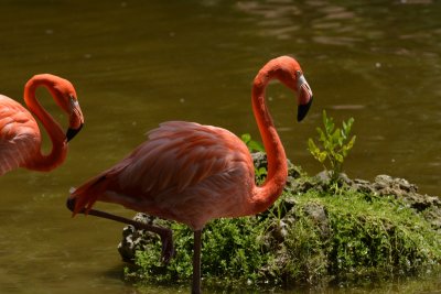 Flamingo2.jpg