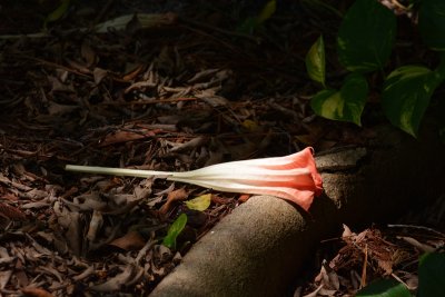 Flower3.jpg