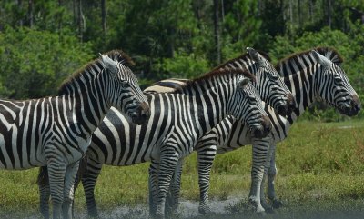 Zebras.jpg