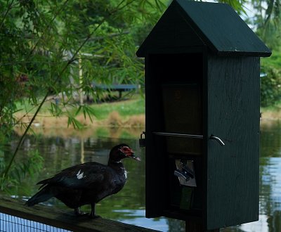 Bird7.jpg