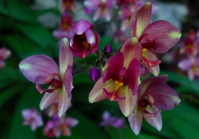 Multi colored orchids.jpg