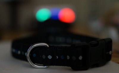 Nellie collar.jpg