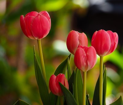 Valentine tulips 2 100300lens.jpg