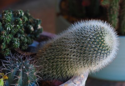Cactus75mm.jpg