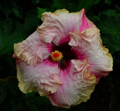 Multi color hibiscus.jpg