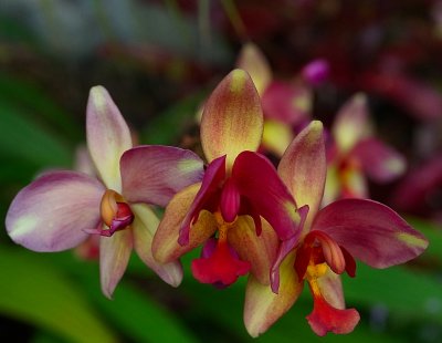 Tri Color Orchid.jpg
