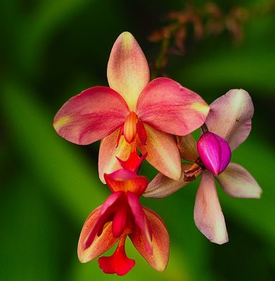 Tri color orchid.jpg