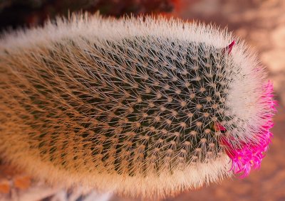 Blooming Cactus.jpg