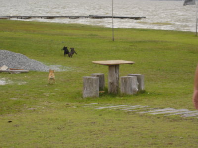2006 nov PCK