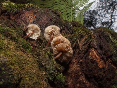 Grants Picnic Ground - Fungi Shoot