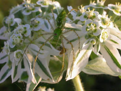 Spider on Snow-on-the-Mountain