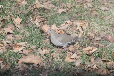 White-winged Dove in Clarksville-on the ground feeding.