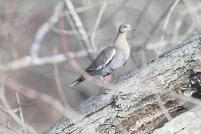 White-winged Dove in Clarksville-Note the white in the wing and the red eye