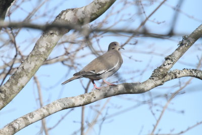 White-winged Dove in Clarksville-the white in the wings is clearly seen.