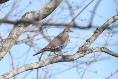 White-winged Dove in Clarksville-No spots on the wing like Mourning Dove.