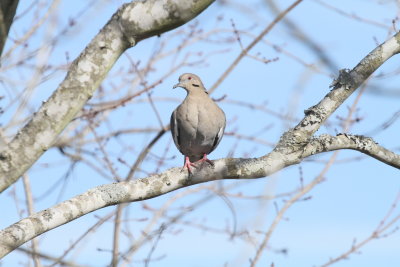 White-winged Dove in Clarksville- you can see the white wing edges on both sides here.