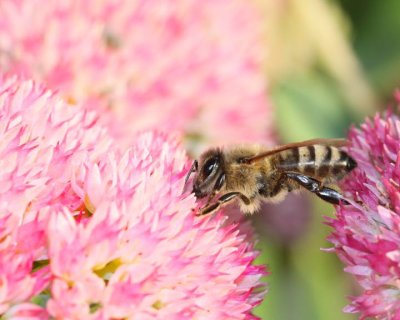 Bee Bridge