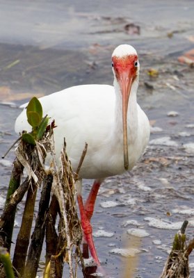 8.  An Ibis in the Ding Darling preserve.