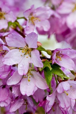 15.  Crabapple blossoms at Medford Leas.