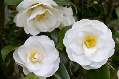 16.  Camellias at Medford Leas.