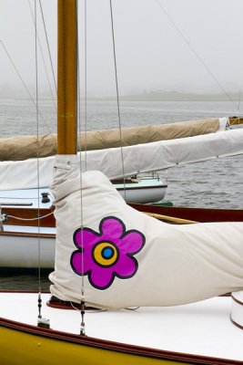 31. An A-cat at the Downbay Races.